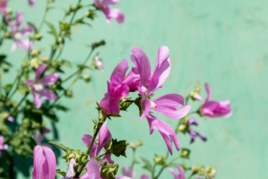 Baharda açık yeşil bir arka planda pembe çiçekler