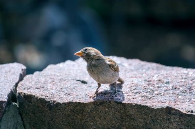Küçük bir serçe bir kayanın üzerinde duruyor.
