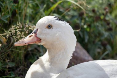Boynunun arkasında beyaz kaz otların arkasında.