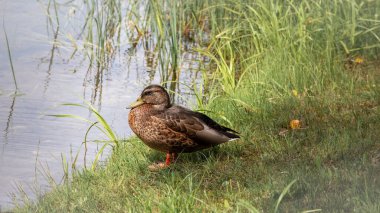 Suda kahverengi bir ördek