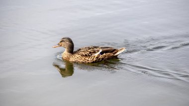 Suda kahverengi bir ördek
