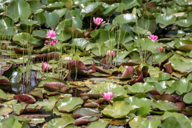 Pembe nilüferler büyük yaprakların arasında büyür.