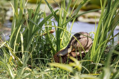 Ördek kaka kutusunun yanındaki uzun çimlerde yatıyor.