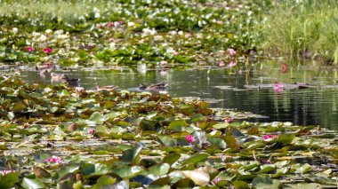 .Su bahçesinde pembe nilüfer çiçekleri