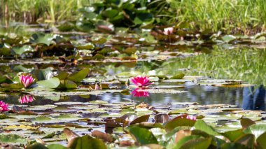 Su bahçesinde pembe nilüfer çiçekleri