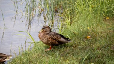 Suda kahverengi bir ördek
