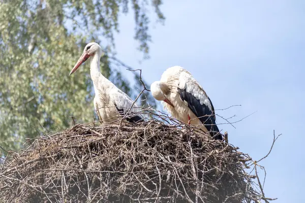 Mavi bir arka planda iki leylek yuvası