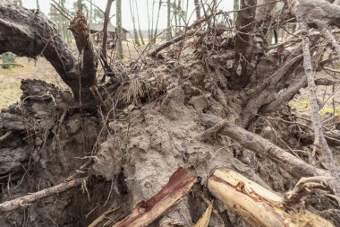Yerin üstünde kumla dolu ağaç kökleri.