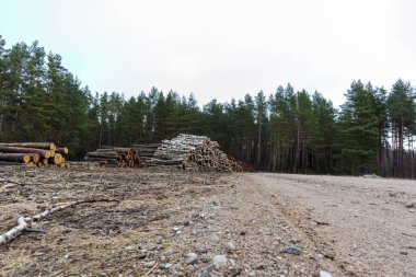 Ağaç ve çam ağaçları kaldırılmak üzere çakıl yolunun kenarına yığılmıştır.