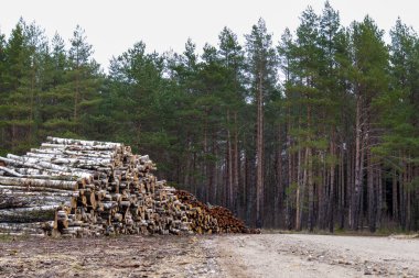 Ağaç ve çam ağaçları kaldırılmak üzere çakıl yolunun kenarına yığılmıştır.