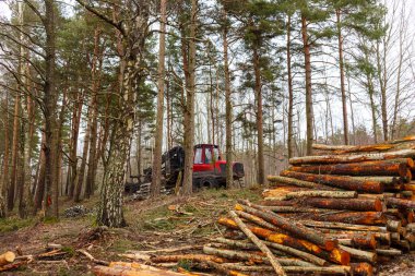 Kesilmiş ve istiflenmiş çam ağaçları yığılmış ve arkada traktörler olan bir orman.