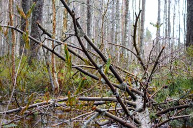 Bataklık ormanında dalları dökülmüş bir ağaç.
