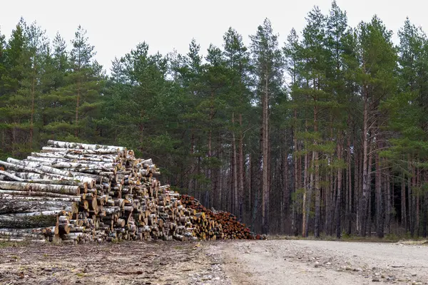 Ağaç ve çam ağaçları kaldırılmak üzere çakıl yolunun kenarına yığılmıştır.