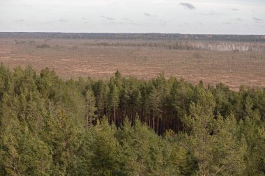 Çam ormanı ve bataklık. Resmin ön planında yeşil iğnelerin hakim olduğu yoğun bir çam ormanı var. Ormanın arkasında yosun ve çeşitli bataklık bitkileriyle kaplı geniş bir bataklık var..