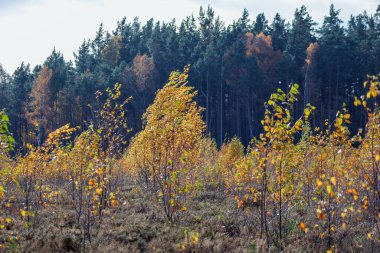 Sonbahar ormanı rengarenk yaprak döken ağaçlarla, özellikle sarı huş yaprakları göze çarpar. Arka planda daha uzun, koyu kozalaklı ağaçlar görülebilir..