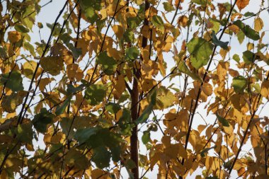 Yeşil ve sarı yapraklı ağaç dalları. Yaprakların boyutları ve şekilleri farklıdır ve kaotik bir şekilde düzenlenmişlerdir. Arka plan, gökyüzünün parlak ve bulanık bir parçasını gösteriyor..