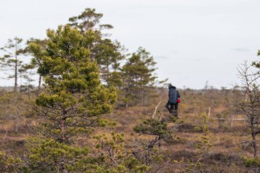 Bataklık ormanında yürüyüş yapan bir adam. O kalın giysiler giyiyor. Arka planda çeşitli ağaçlar ve çalıların yanı sıra bataklık toprağı görülebilir..