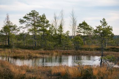 İçinde çeşitli ağaçların yetiştiği birkaç küçük gölü olan bir bataklık. Sazlıklar ve yosunlar ağaçların etrafında da görülebilir. Gökyüzü bulutlu, ama su çevredeki manzarayı yansıtıyor..