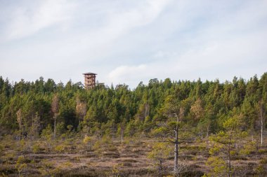 Fragment of a wooded landscape. In the far shot, a small wooden lookout tower rises above the trees. Closer is a swampy forest with various trees and shrubs. clipart