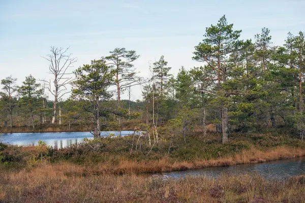 İçinde çeşitli ağaçların yetiştiği birkaç küçük gölü olan bir bataklık. Sazlıklar ve yosunlar ağaçların etrafında da görülebilir. Gökyüzü bulutlu, ama su çevredeki manzarayı yansıtıyor..
