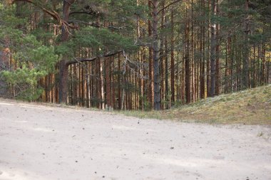 Uzun, ince ağaçları olan bir çam ormanına giden kumlu bir orman yolu..