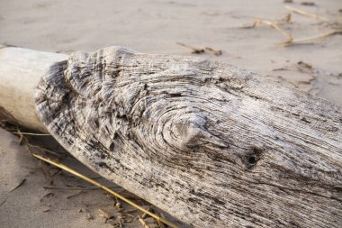 Yıkanmış kırık bir ağaç dalına yakın çekim. Kumlu bir sahilde kabuğu çürümüş..