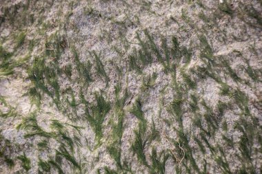 Taş duvarda yeşil yosun