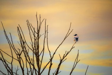 Sahilde yaprakları olmayan ölü bir ağaç ve üzerinde bir kuş.