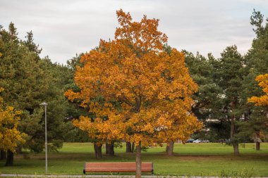 Parkta portakal ağacı yaprakları ve ağacın arkasında ahşap bir bankla sonbahar.