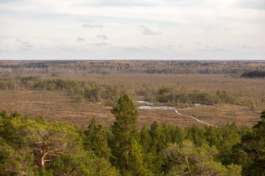 Bataklıktan geçen ahşap tahta kaldırımlı geniş bir bataklık ve uzaktan görünen bir orman..