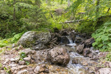 Orman deresi kayaların ve çevreleyen ağaçların üzerinden yeşil yapraklarla akıyor..