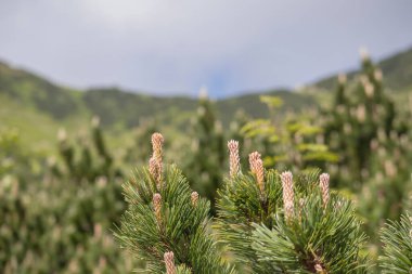 Close-up of pine inflorescences, with a mountainous wooded area in the background. clipart