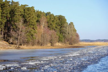 Suyun kısmen donup buz blokları oluşturduğu ağaçlarla dolu bir göl..