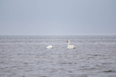 two white swans swimming peacefully in the waves of the sea on a gray cloudy day. clipart