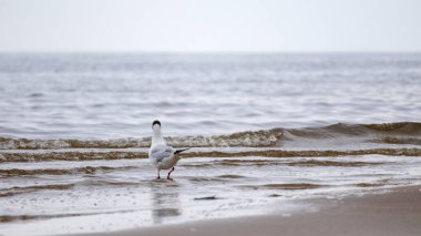 Yalnız bir martı deniz kıyısında kumların üzerinde durup dalgaları izliyor..