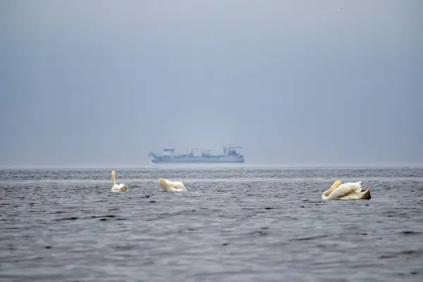 Denizde sakince yüzen üç kuğu ve arka planda bir gemi..
