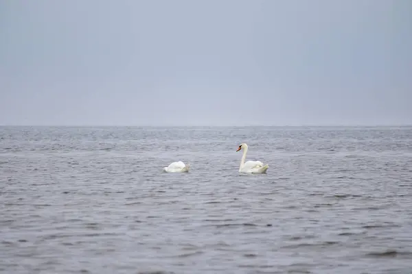 İki beyaz kuğu, gri bulutlu bir günde denizin dalgalarında huzur içinde yüzüyor..