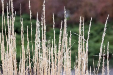 Suyun içinde çok sayıda saz yetişiyor. Sazlıklar uzun, ince ve kahverengi..
