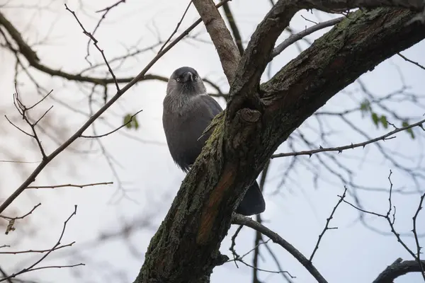 Ağaç dalında oturan bir kuş. Kuş küçüktür ve kahverengi tüyleri vardır..