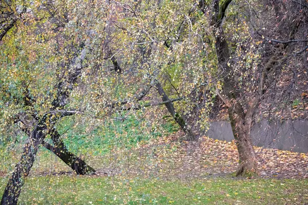 Bir çayırda büyüyen iki ağaç. Ağaçların yeşil yaprakları var ve iyi ışıklandırılmışlar..