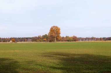 Sarı yapraklı tek bir ağaç bir tarlanın ortasında büyüyor ve arka planda mavi bir gökyüzü var..