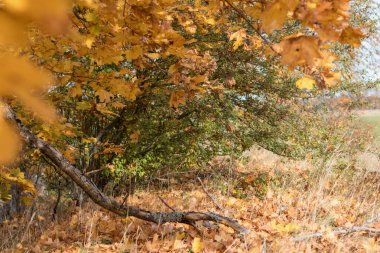 Ağaçtan sarkan sarı ve kahverengi akçaağaç yaprakları arka planda başka bir ağaç görünür..