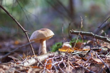 kahverengi şapkalı tek bir mantar ve ormanda dalların ve yaprakların arasında büyüyen beyaz bir sap..