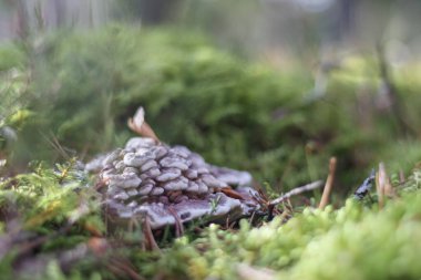 Çürüyen bir ağaç gövdesinde yeşil yosunlarla kaplı bir mantar kümesi..