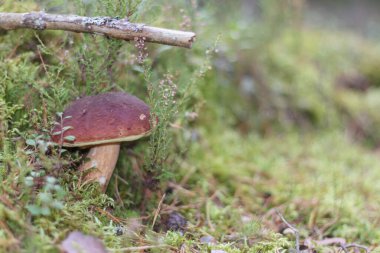 Kara şapkalı kahverengi bir mantar, ormanda yosun ve dalların arasında yetişir..