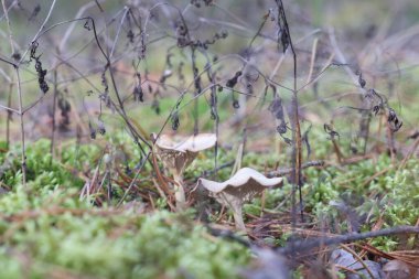Ormandaki yeşil yosunların arasında birkaç mantar yetişir.
