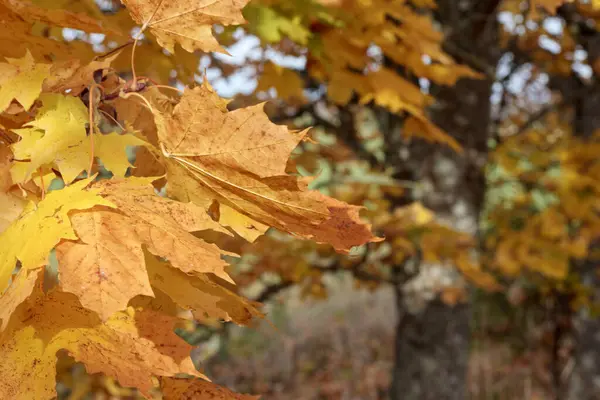Ağaçtan sarkan sarı ve kahverengi akçaağaç yaprakları arka planda başka bir ağaç görünür..