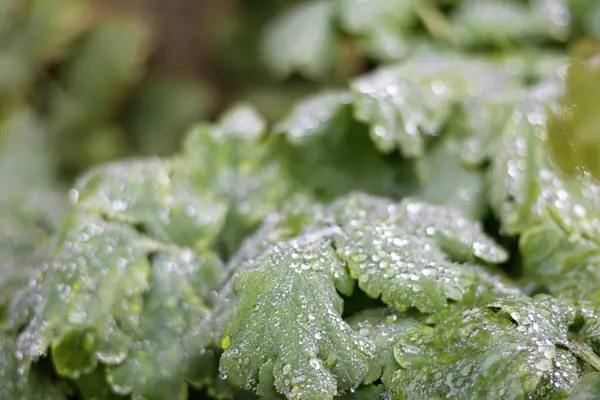 Yeşil yapraklar su damlaları görünür.