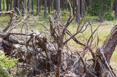 Büyük bir ağaç kısmen çürümüş ve yosunla kaplanmış..