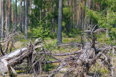 Bir sürü ağacı olan bir orman, ama ön planda iki büyük ağaç, kısmen çürümüş..